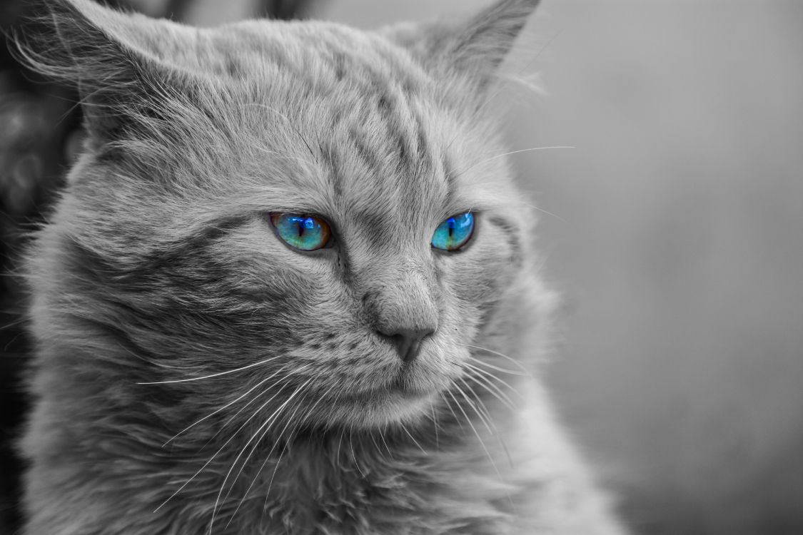 Grayscale Photo of Cat With Blue Eyes. Wallpaper in 6000x4000 Resolution