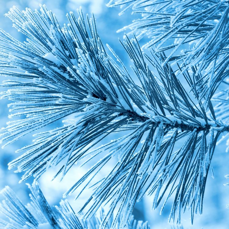 松的家庭, 天空, 冬天, 关闭了 壁纸 2048x2048 允许