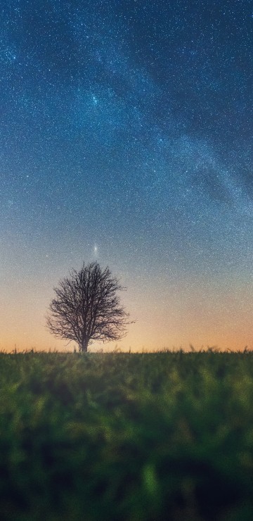 Image tree, natural landscape, cloud, horizon, atmosphere