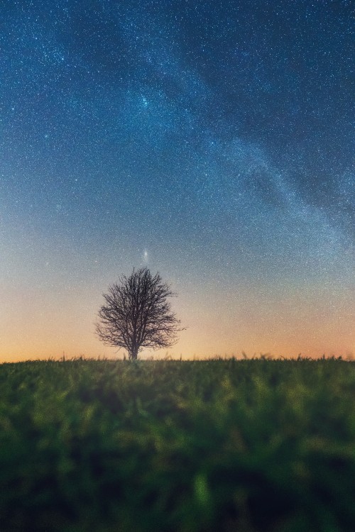 Image tree, natural landscape, cloud, horizon, atmosphere