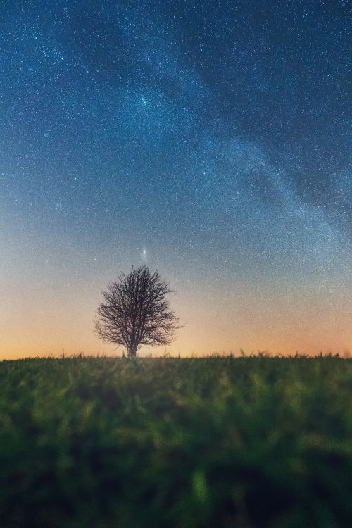 tree, natural landscape, cloud, horizon, atmosphere