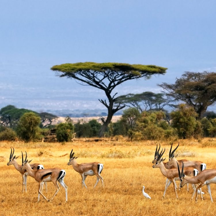 group of deer on green grass field during daytime