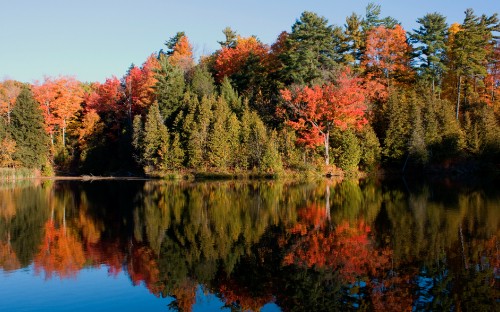 Image green and orange trees beside lake during daytime