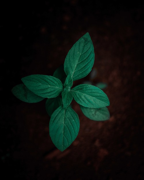 Image green leaf plant in close up photography