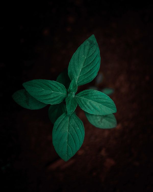 green leaf plant in close up photography