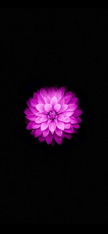 Fleur Violette Sur Fond Noir. Wallpaper in 1242x2688 Resolution