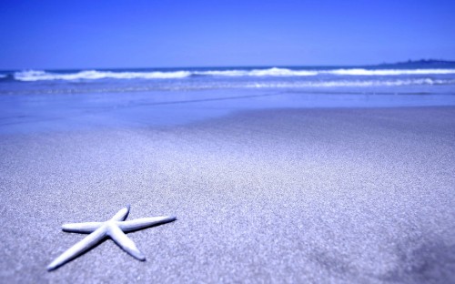 Image white starfish on gray sand during daytime