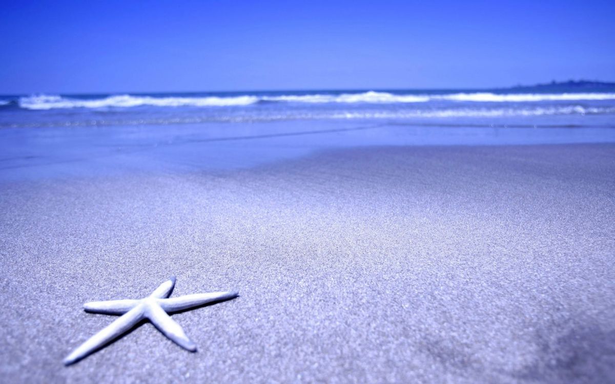 white starfish on gray sand during daytime