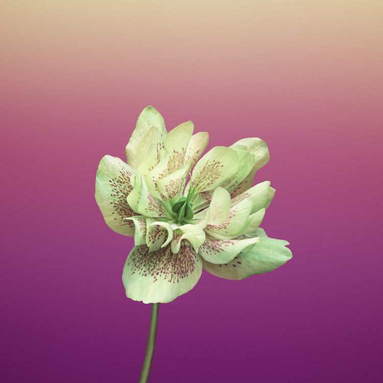 IPad, Apple, IOS 11, Äpfeln, Ios. Wallpaper in 2524x2524 Resolution