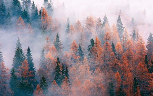 Image green and brown trees under white sky during daytime