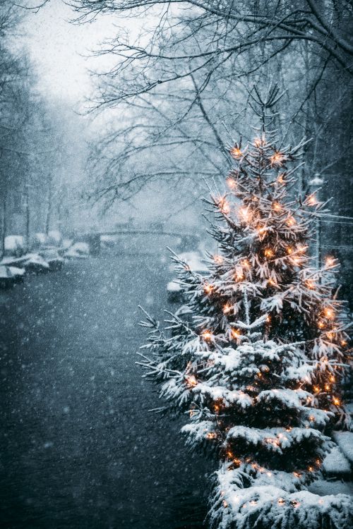 snow covered trees during daytime