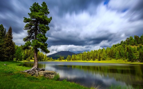 Image green tree near lake under white clouds and blue sky during daytime