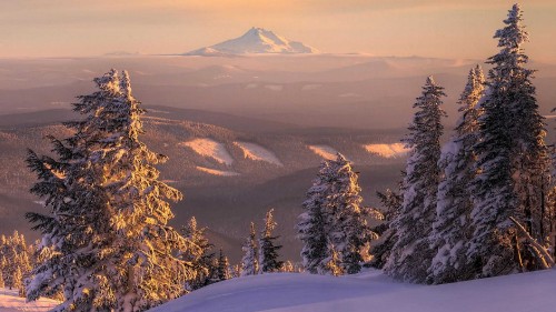 Image green trees on snow covered ground during daytime