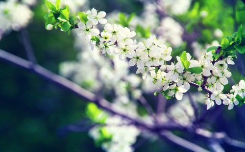 Image white flowers in tilt shift lens