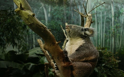 Image koala bear on brown tree branch during daytime