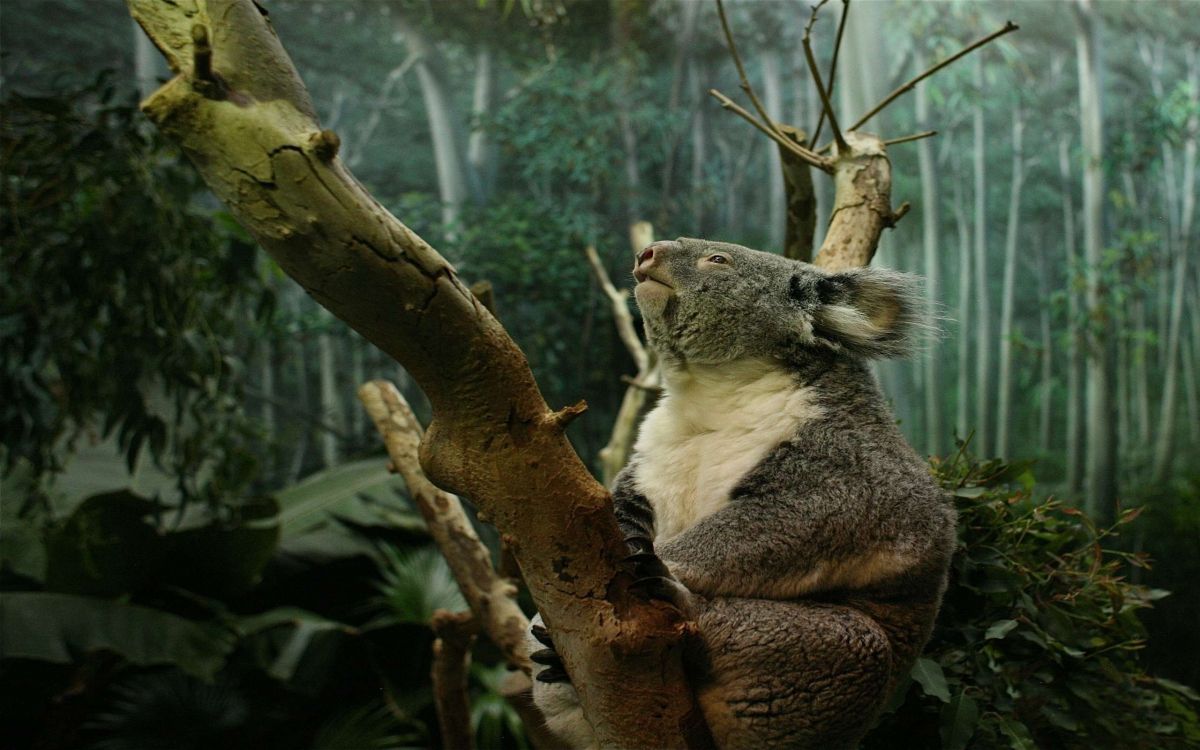 koala bear on brown tree branch during daytime