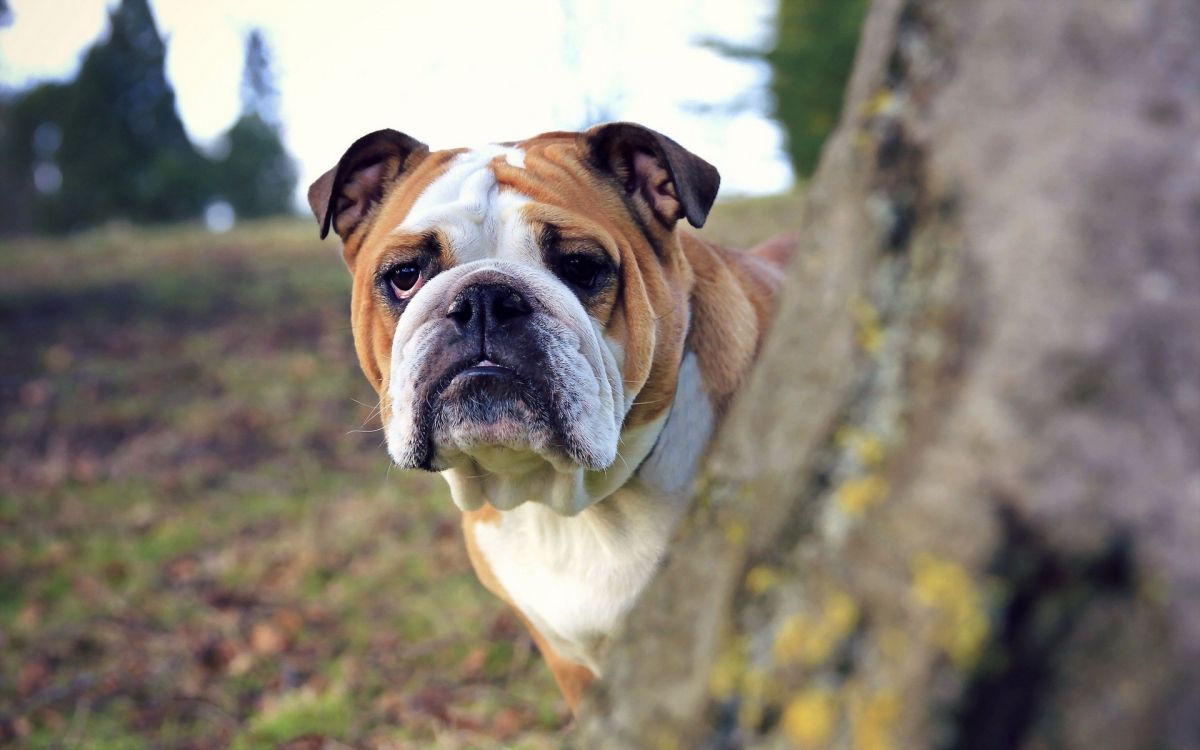 brown and white short coated dog