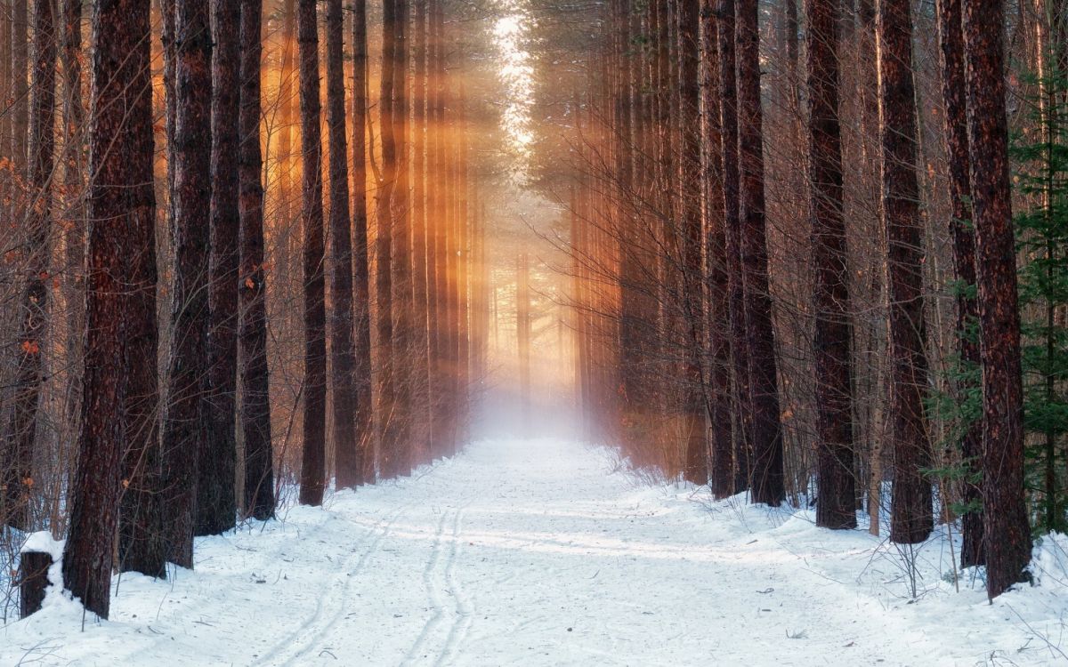 snow covered field and trees during daytime