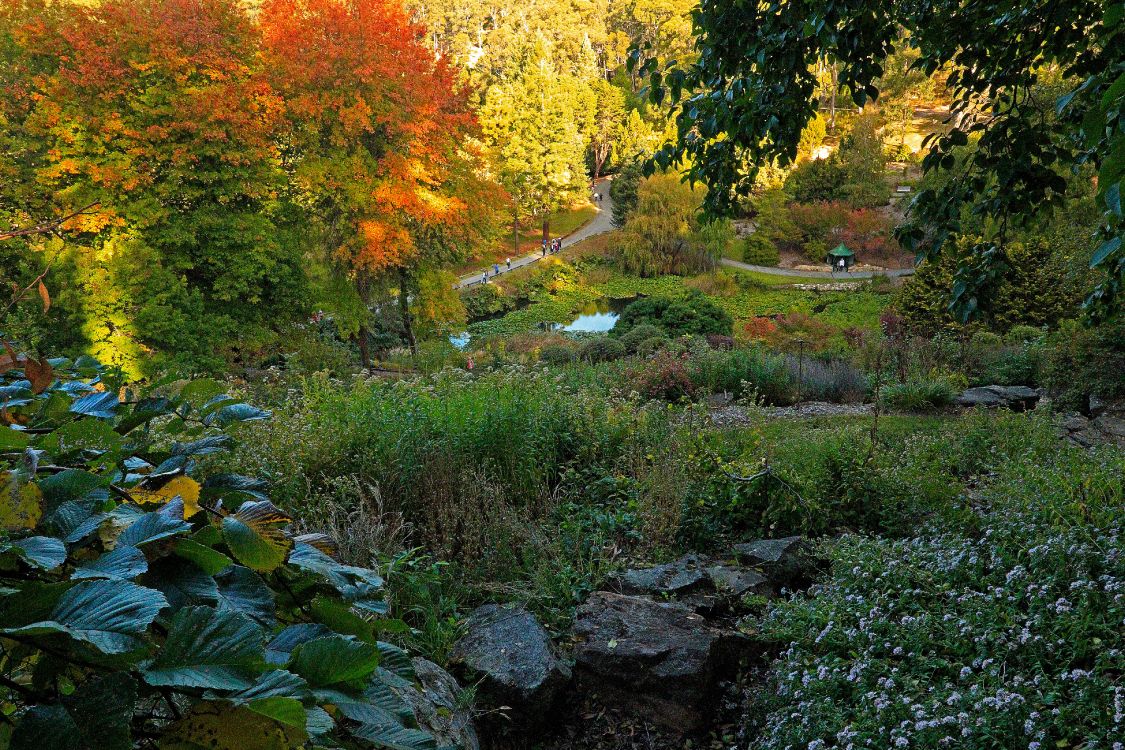 Tagsüber Grünes Gras Und Gelbe Bäume. Wallpaper in 4200x2800 Resolution