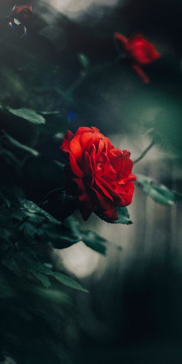 菌群, 玫瑰花园, 植物干, 玫瑰家庭, 混合茶玫瑰 壁纸 2048x4096 允许