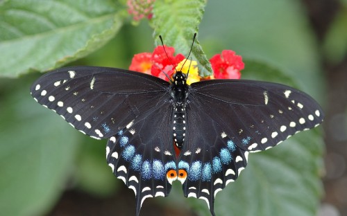 Image black and blue butterfly perched on red flower in close up photography during daytime