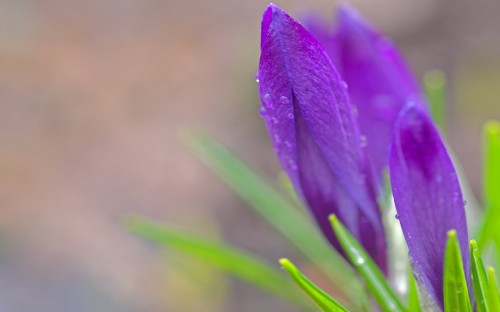 Image purple flower in macro shot