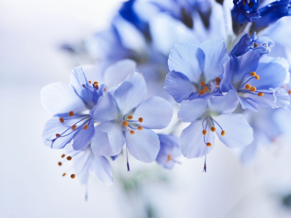 Fleurs Blanches et Bleues Dans L'objectif à Basculement. Wallpaper in 2048x1536 Resolution