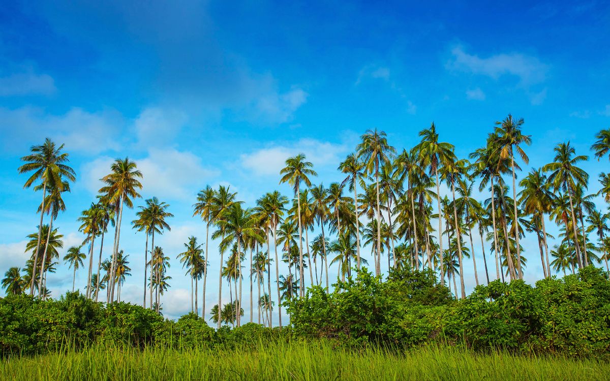 Cocoteros Verdes Bajo un Cielo Azul Durante el Día. Wallpaper in 3840x2400 Resolution