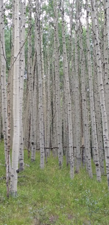 Image brown trees on green grass field during daytime