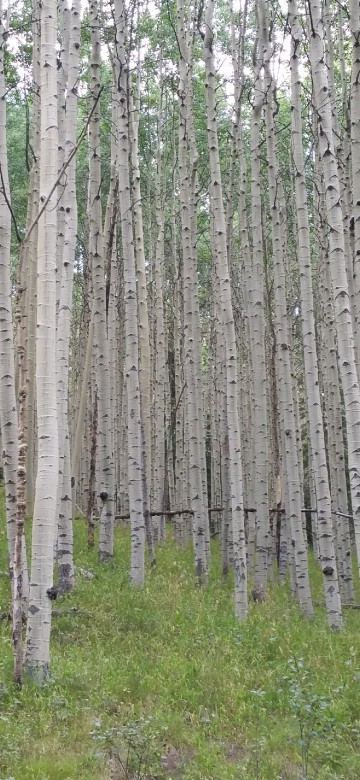Image brown trees on green grass field during daytime