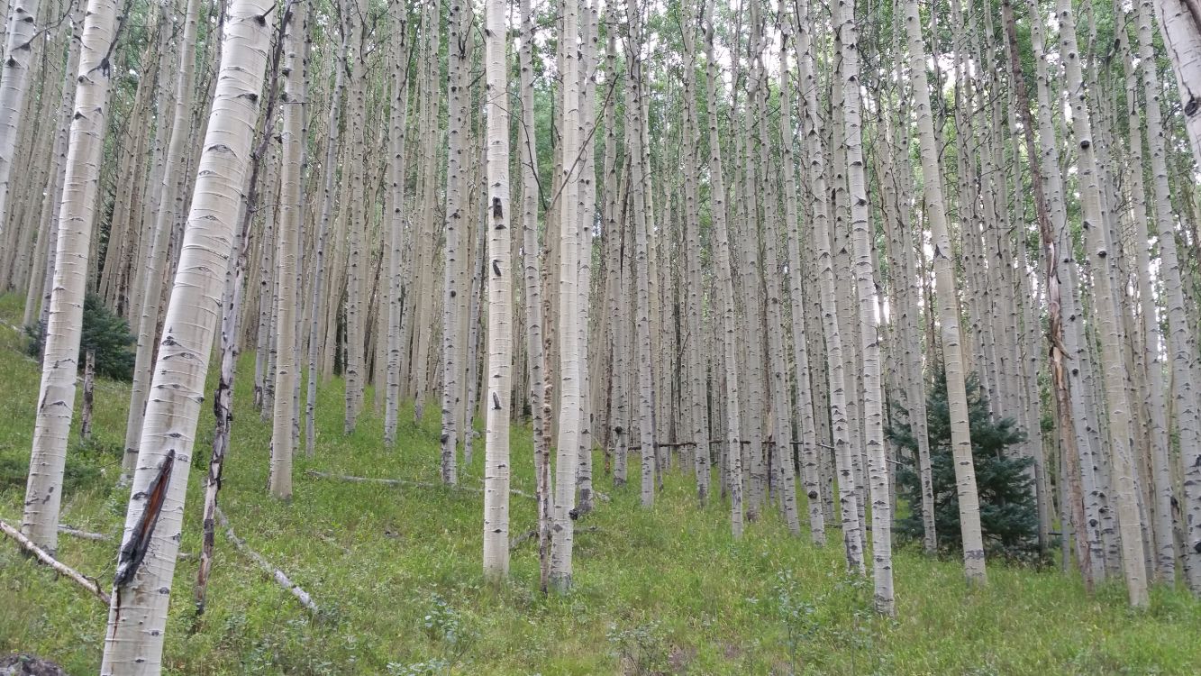 brown trees on green grass field during daytime