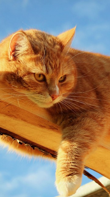 persian cat wallpaper hd 4k iphone