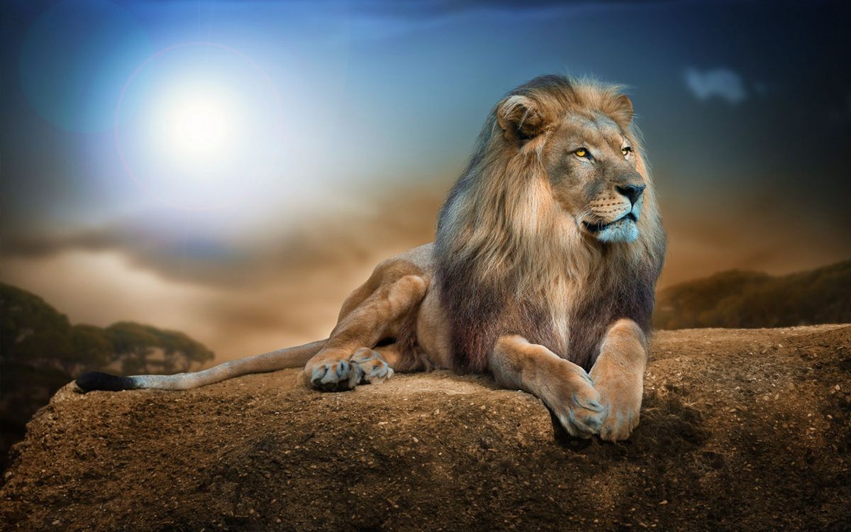 Lion Allongé Sur un Sol Brun Pendant la Journée. Wallpaper in 1920x1200 Resolution