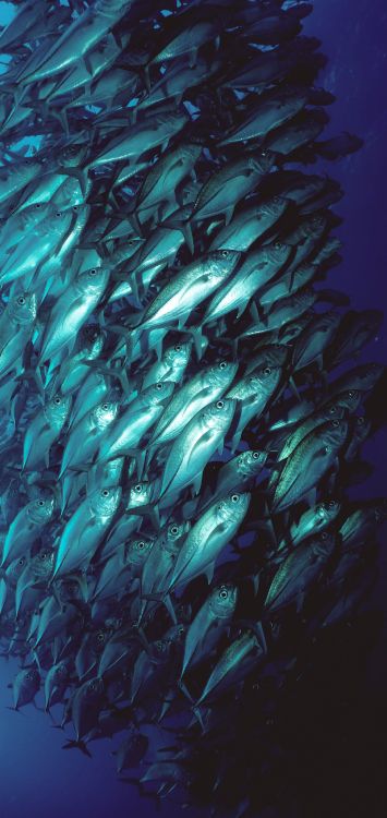 Wasser, Gewässer, Aquakultur, Flüssigkeit, Unterwasser. Wallpaper in 1515x3200 Resolution