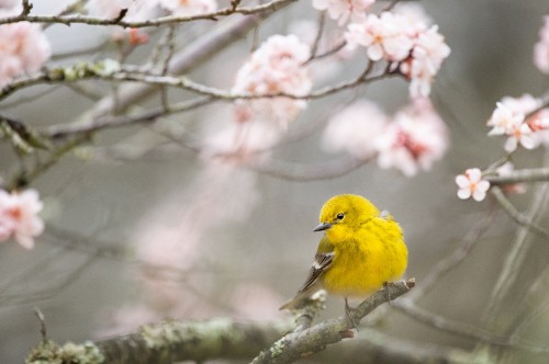 Image yellow bird perched on tree branch