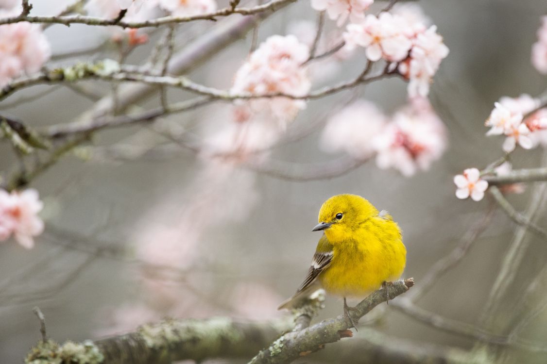 yellow bird perched on tree branch