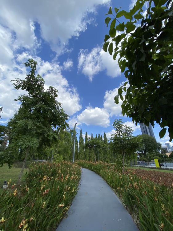 grass, plant, shrub, walkway, cumulus