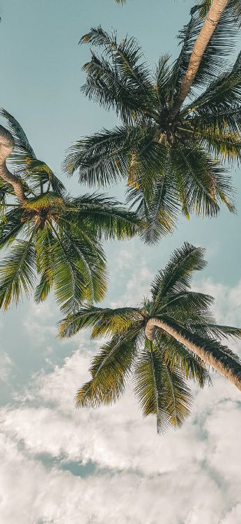 Süße Applewatch, Apple Watch, Ipod Touch, Äpfeln, Ios. Wallpaper in 1125x2436 Resolution