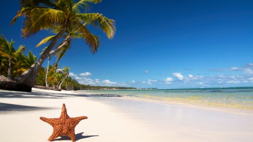 Image brown starfish on beach during daytime