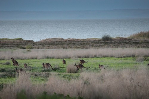 Image brown deer on green grass field during daytime