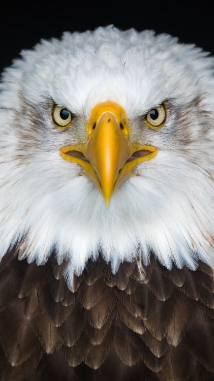 Bald Eagle Background 63 pictures