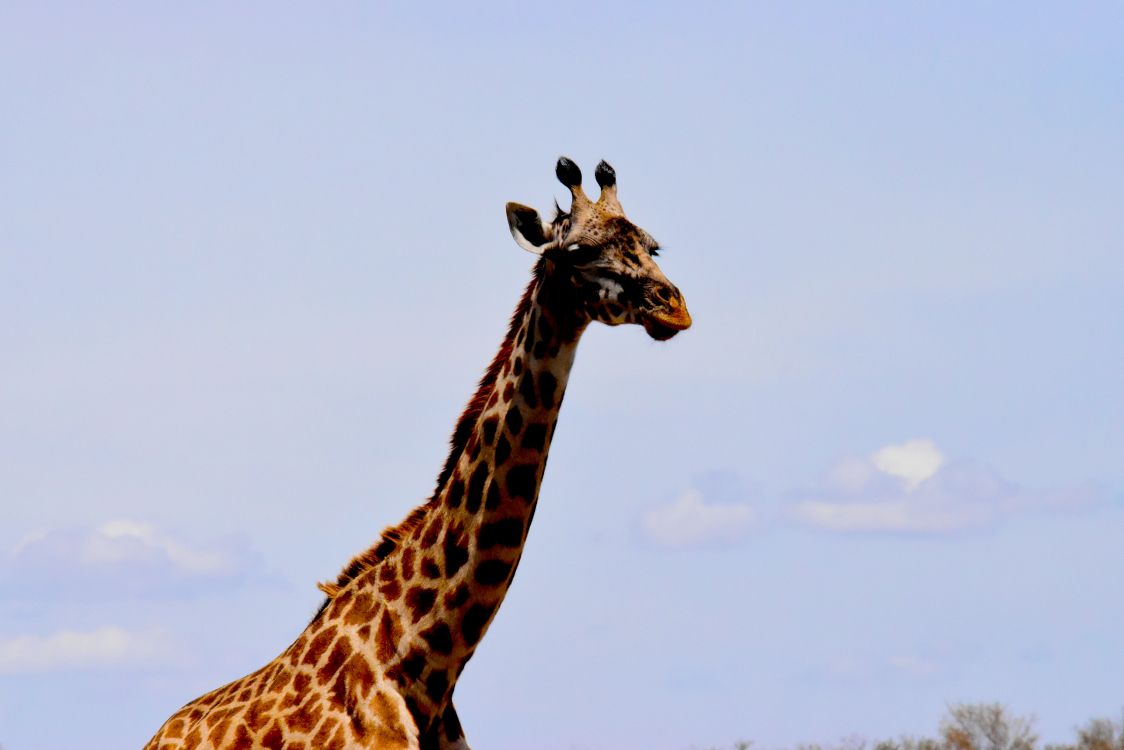 giraffe standing on green grass field during daytime