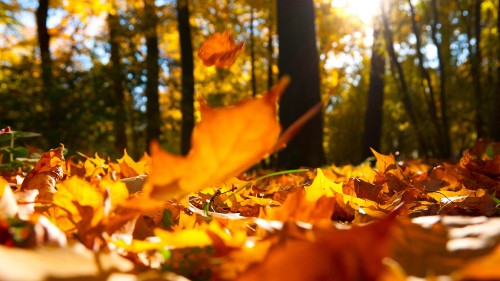 Image brown leaves on ground during daytime