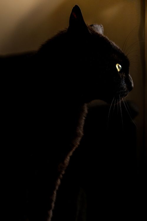 Schwarze Katze im Dunklen Raum. Wallpaper in 3223x4841 Resolution
