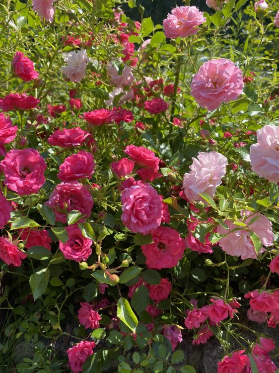 floribunda, garden roses, plant, petal, flower