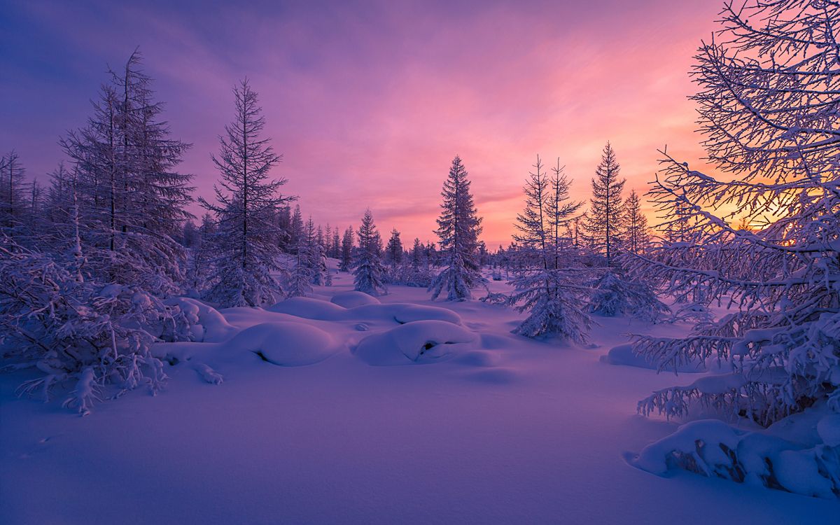 Árboles Cubiertos de Nieve Durante el Día. Wallpaper in 2560x1600 Resolution