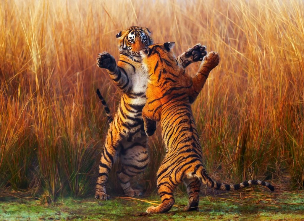 Tiger Cub Sur Terrain D'herbe Verte Pendant la Journée. Wallpaper in 1920x1400 Resolution