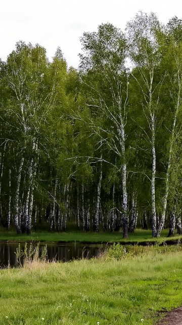 Image green trees beside river during daytime