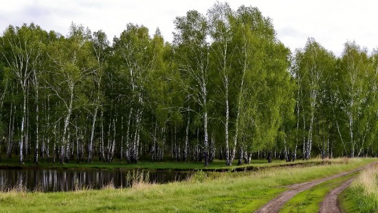 Image green trees beside river during daytime