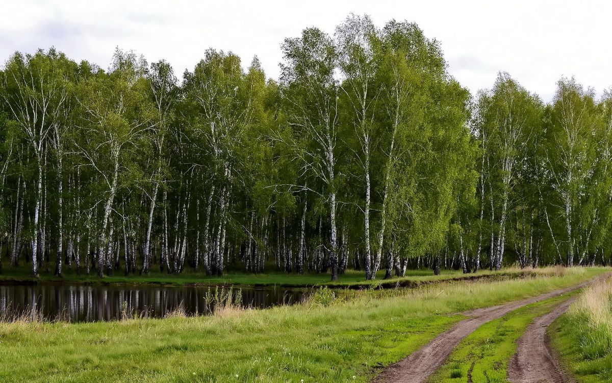 自然保护区, Grove, Birch, 自然景观, 性质 壁纸 3000x1875 允许